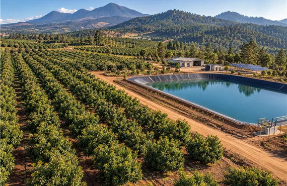Mexican avocado farm and irrigation reservoir